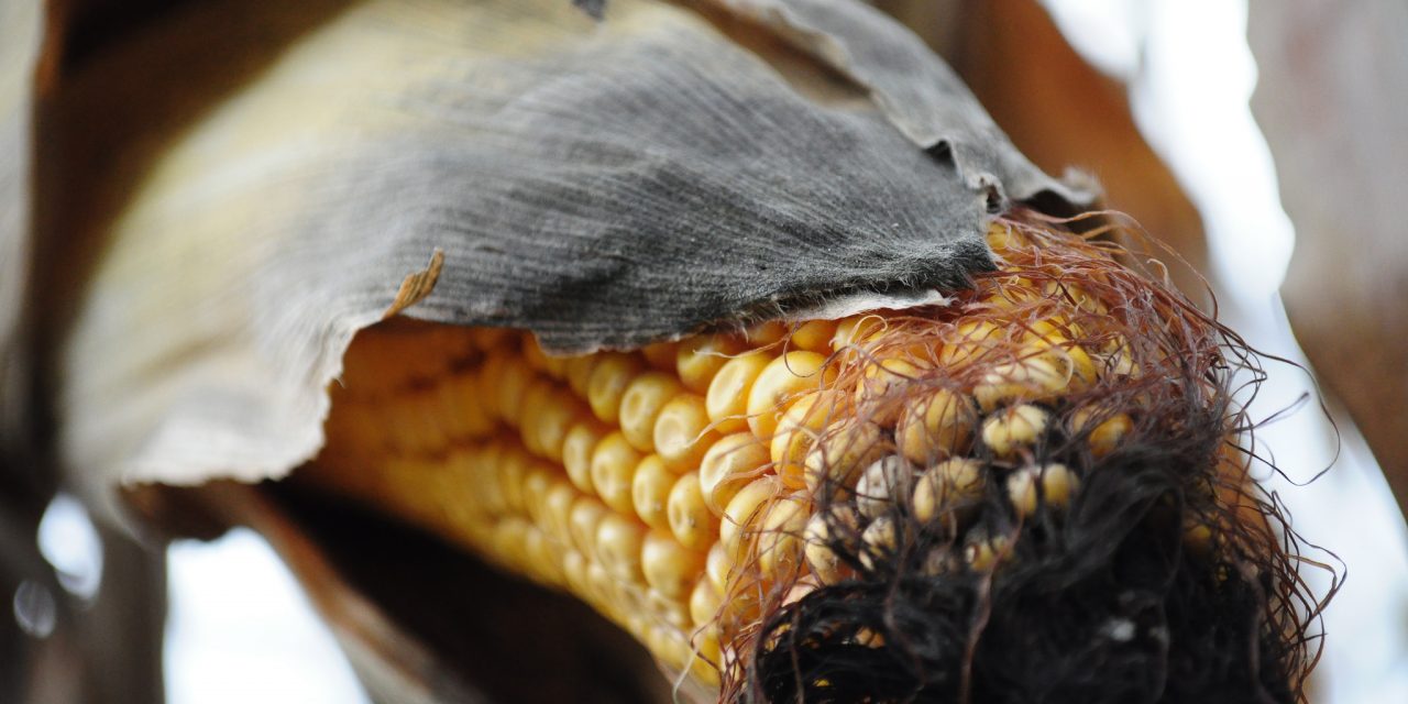 Importations d’OGM : le Parlement européen rejette la proposition dangereuse de la Commission européenne