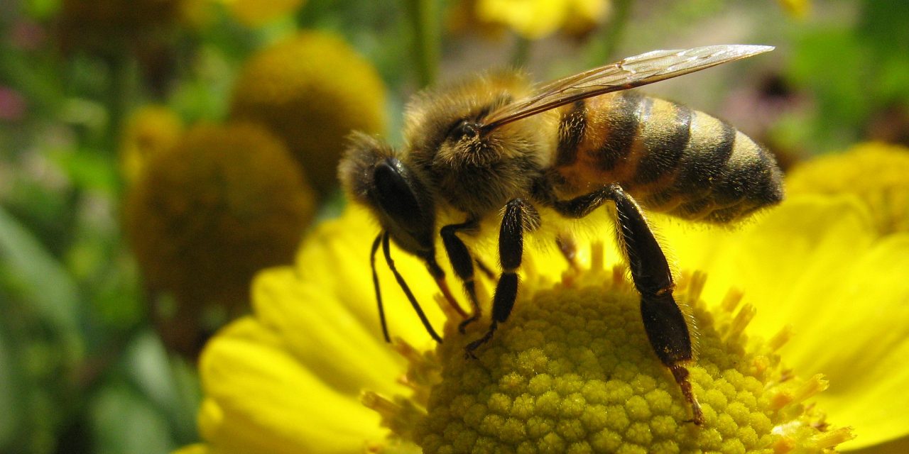 Le Parlement européen au chevet des abeilles
